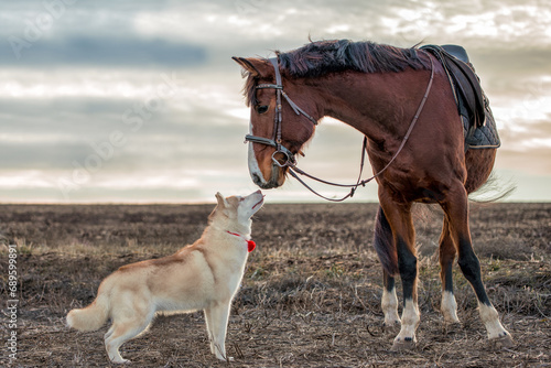 Siberian husky meets a horse in an empty autumn field