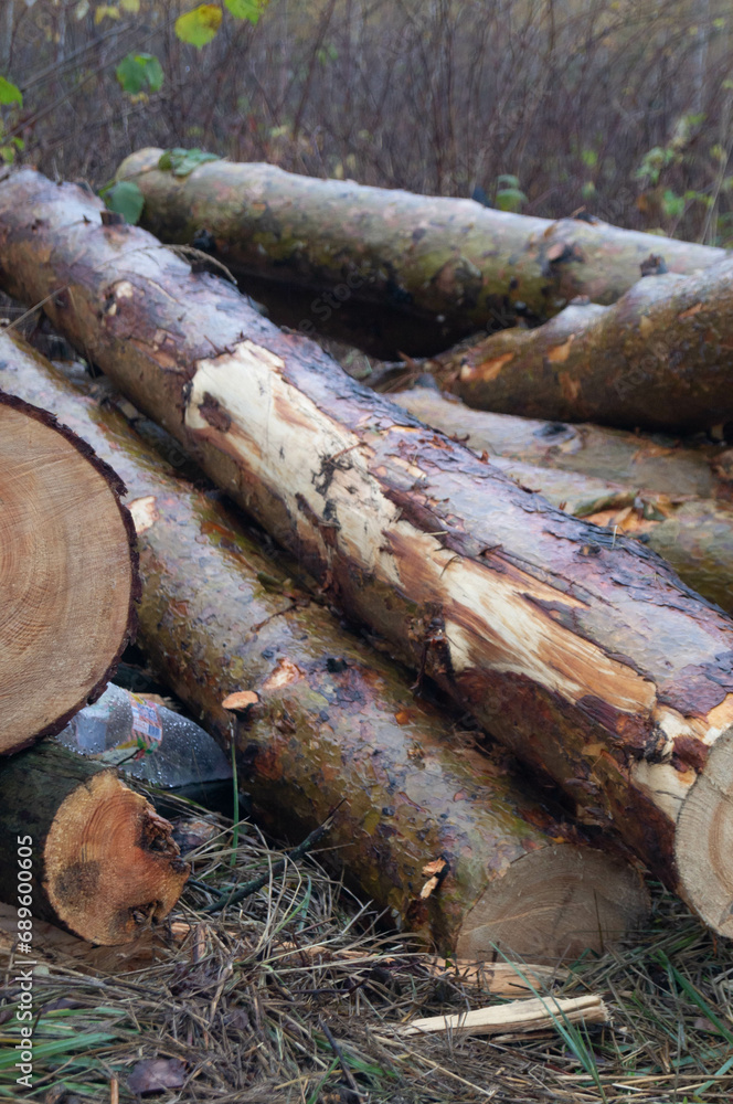 Freshly cut logs with bark, stacked in a forest clearing, await transportation, showcasing a close-up of timber in a natural setting as evidence of active forestry. The rustic beauty of raw timber. Freshly cut logs with bark, stacked in a forest clearing, await transportation, showcasing a close-up of timber in a natural setting as evidence of active forestry. The rustic beauty of raw timber.