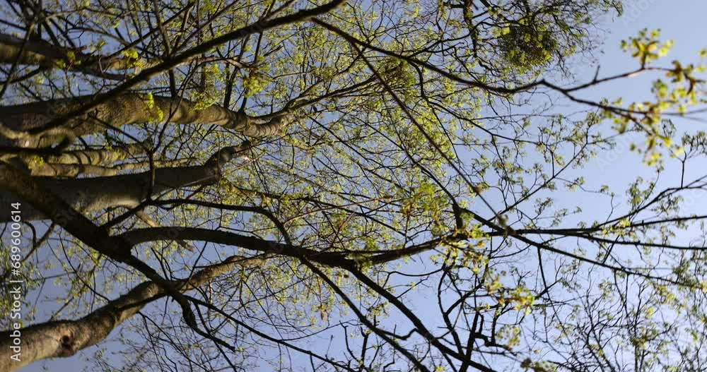 green foliage and maple flowers on trees in the spring season, the first beautiful and bright foliage on maples in spring green foliage and maple flowers on trees in the spring season, the first beautiful and bright foliage on maples in spring