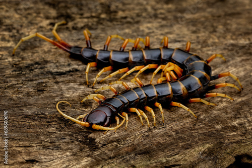 Scolopendra subspinipes piceoflava is a species mostly very large centipedes. photo