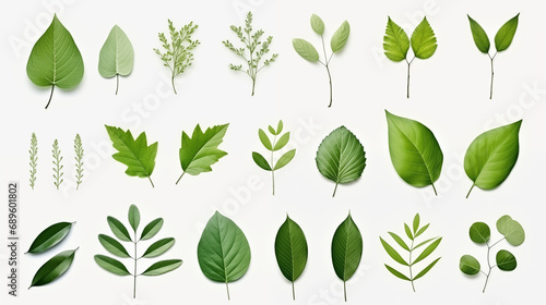 Set of green leaves on white. Digital art