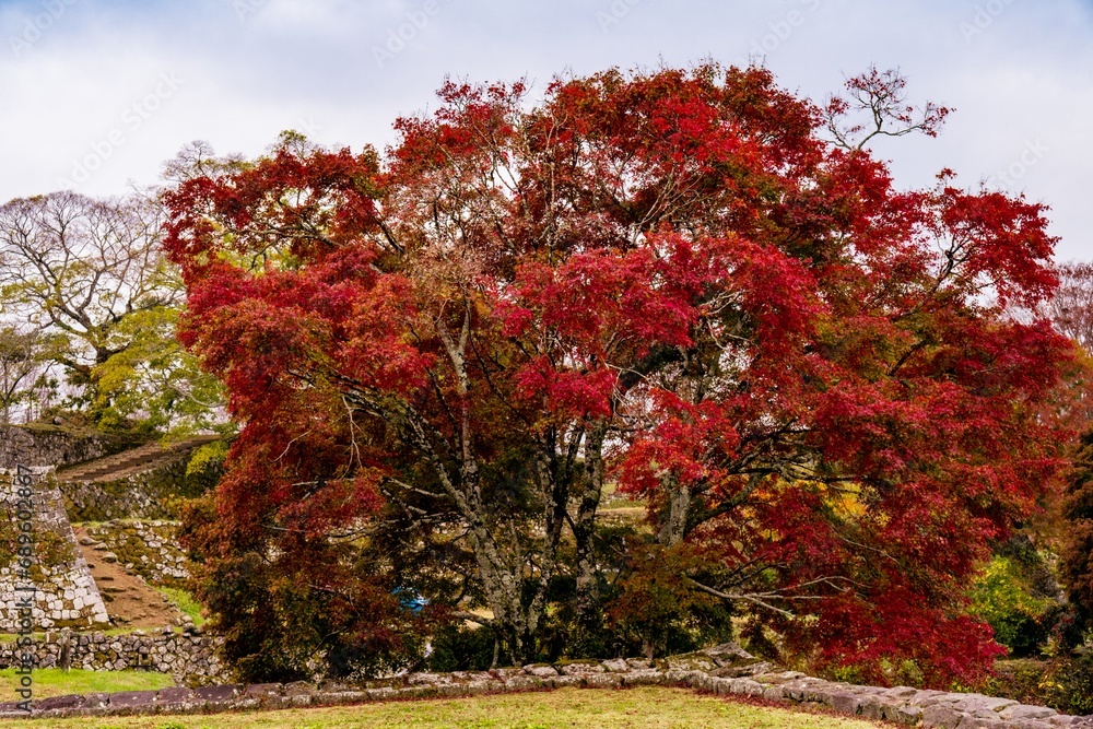 Naklejka premium 岡城の紅葉