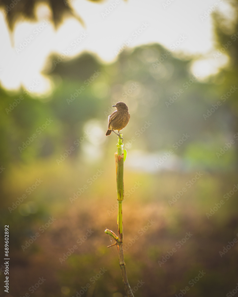 Look at this adorable little bird gracefully perched on top of a vibrant green plant Share if you love nature's delicate wonders. Look at this adorable little bird gracefully perched on top of a vibrant green plant Share if you love nature's delicate wonders.