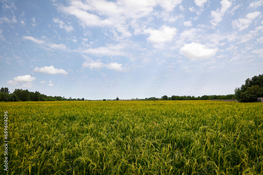 Backdrop Of rice farm On Cloudy Blue Sky Background. Spring Season Backdrop Of rice farm On Cloudy Blue Sky Background. Spring Season