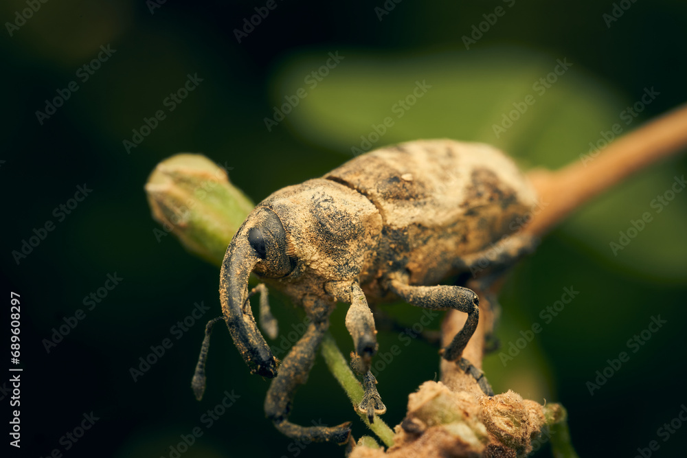 A brown weevil perched on a green branch A brown weevil perched on a green branch