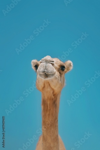 camel in zoo © Adil