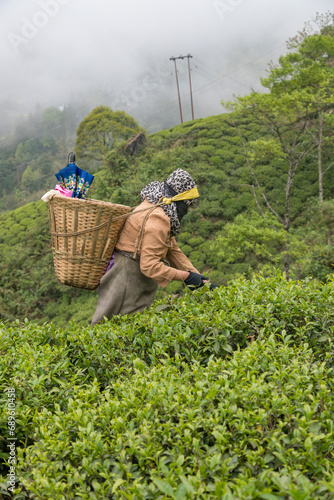 Women pickers plucking tea leaves in west bengal Darjeeling at height 2,100 metres 6,900 ft. photo