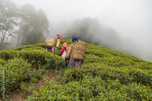 Fotografija Women pickers plucking tea leaves in west bengal Darjeeling at height 2,100 metres 6,900 ft