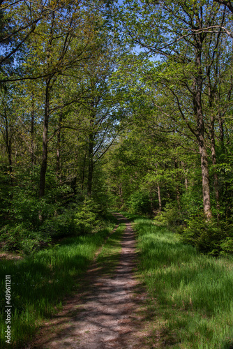 Footpath in deciduous forest, Sellingerbossen, Sellingen, Groningen, Netherlands