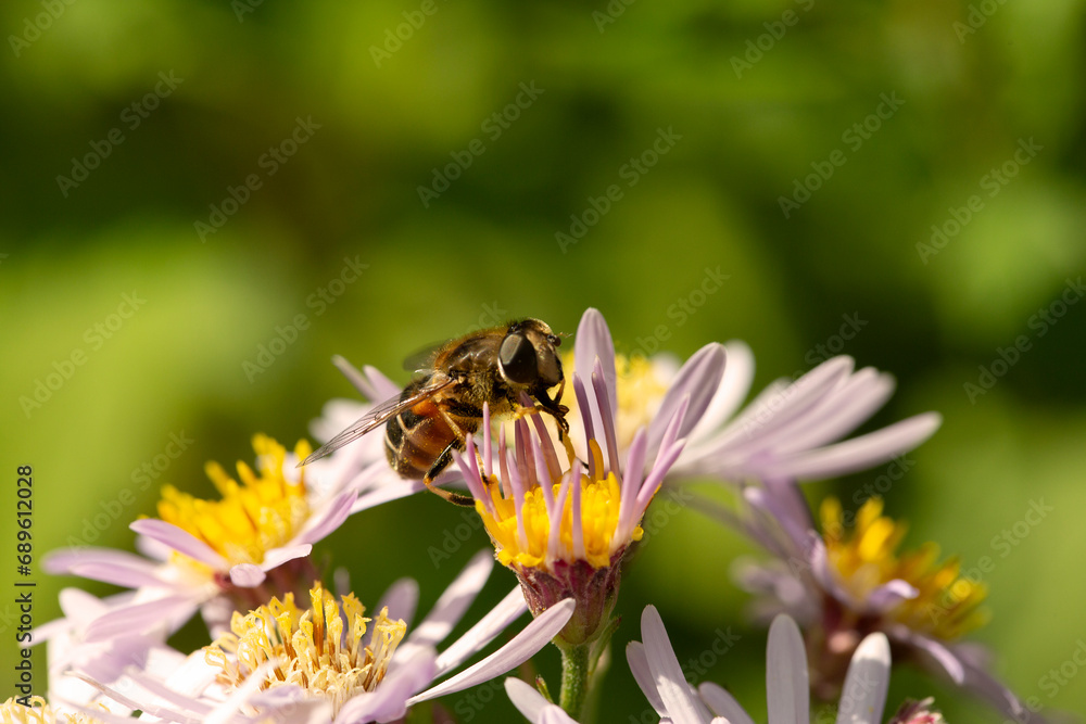 Hoverfly Eristalis nemorum feeding on flower of Annual fleabane (Erigeron annuus) Hoverfly Eristalis nemorum feeding on flower of Annual fleabane (Erigeron annuus)
