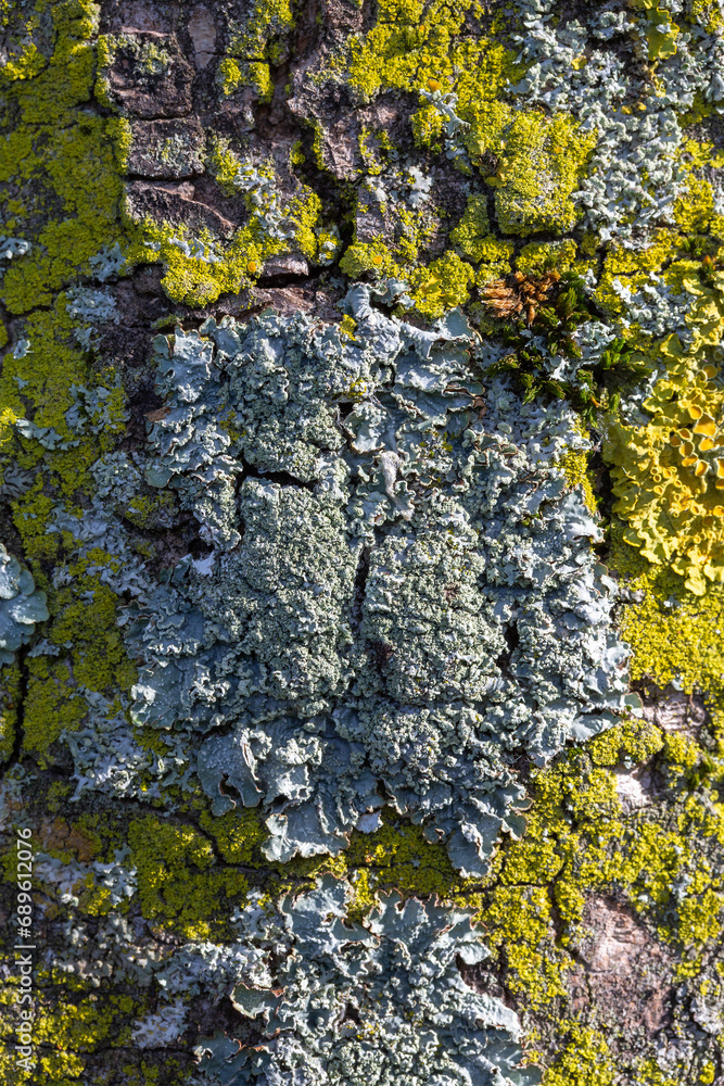 Lichen Punctelia jeckeri on bark of Elm tree Lichen Punctelia jeckeri on bark of Elm tree