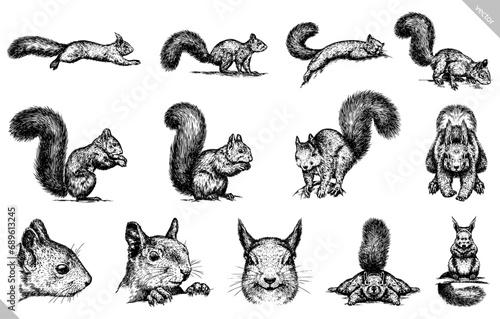 Vintage engraving isolated squirrel set illustration ink sketch. Forest background animal silhouette art. Black and white hand drawn vector image