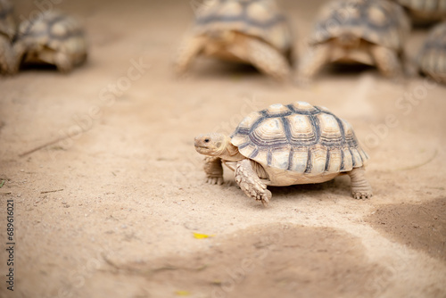 Fototapeta Naklejka Na Ścianę i Meble -  A giant tortoise, Sulcata tortoise, walks on the ground.