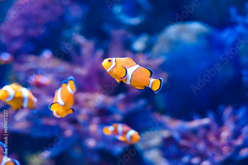 Clown fish in aquarium on blue background
