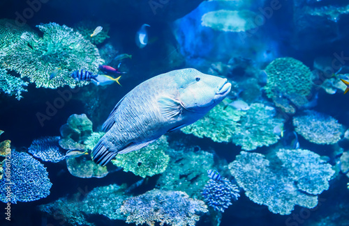 The humphead wrasse (Cheilinus undulatus) also known as the , Napoleon wrasse, Napoleon fish, Napoleonfish in aquarium in Thailand