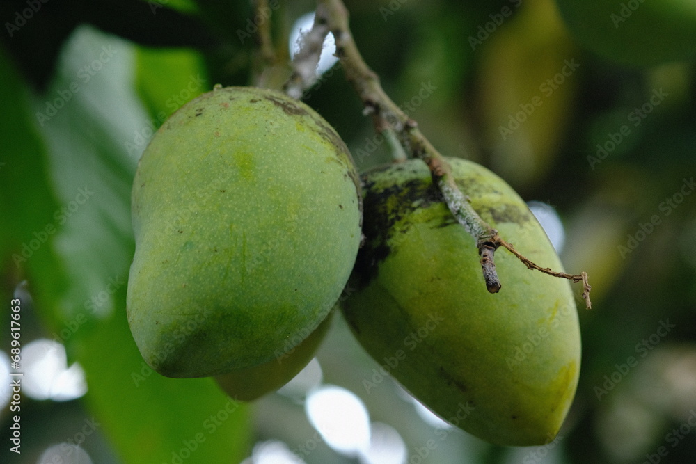 unripe mangoes hanging on a branch. Mango is the name of a type of