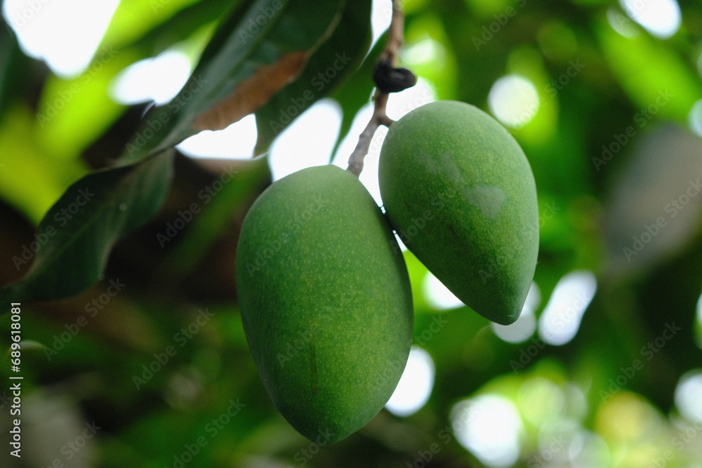 unripe mangoes hanging on a branch. Mango is the name of a type of
