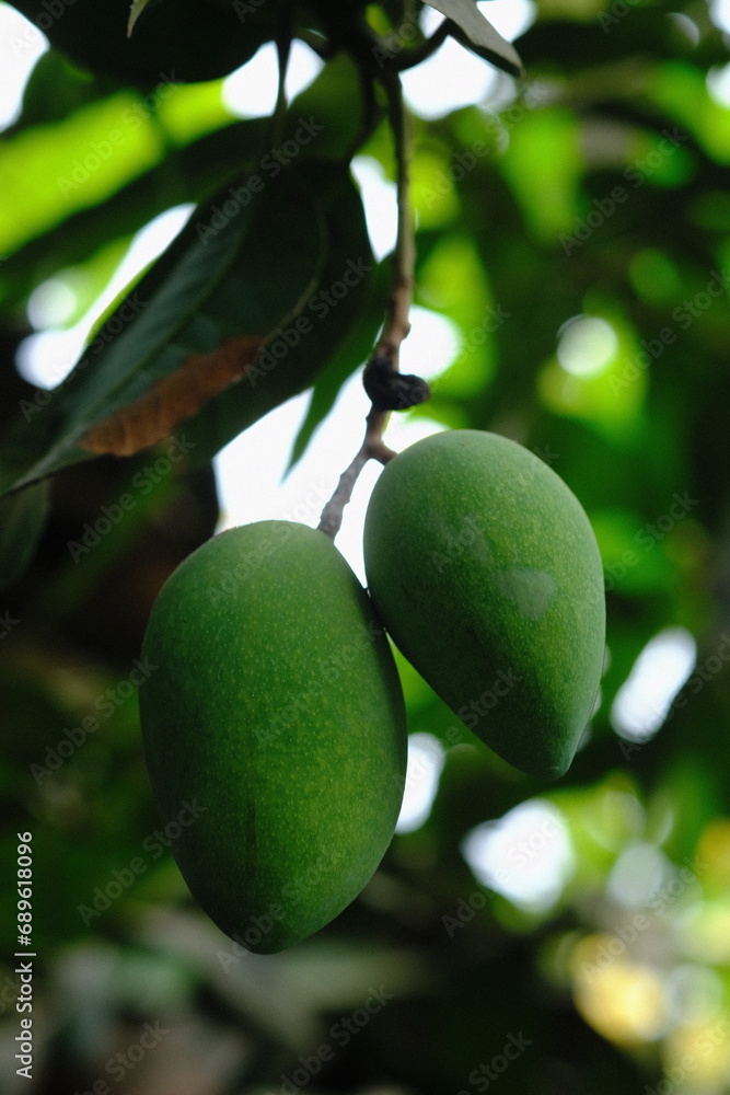 unripe mangoes hanging on a branch. Mango is the name of a type of fruit, as is the name of the tree. Mango belongs to the genus Mangifera. mangifera indica unripe mangoes hanging on a branch. Mango is the name of a type of fruit, as is the name of the tree. Mango belongs to the genus Mangifera. mangifera indica