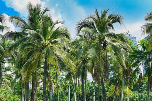 Many palm trees in Lumphini park in Thailand