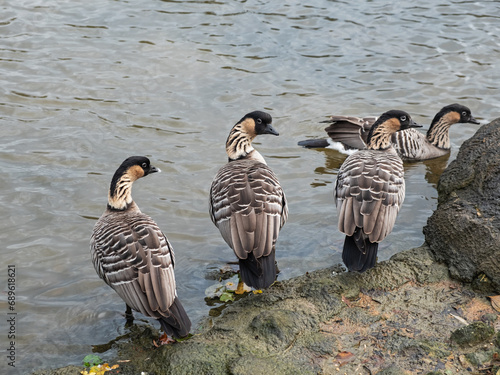 Schilderij op canvas Captive Hawaiian geese ( Branta sandvicensis ) at Slimbridge UK where the species  was bred back from extinction in the mid 20th century