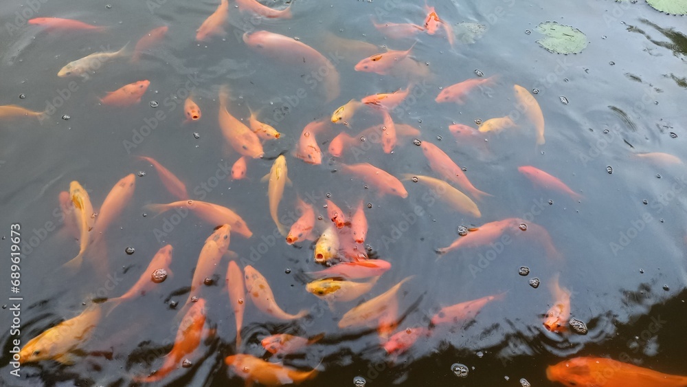 A group of Koi fish gather at the edge of the fish pond because they think they want to be fed A group of Koi fish gather at the edge of the fish pond because they think they want to be fed