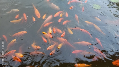 A group of Koi fish gather at the edge of the fish pond because they think they want to be fed