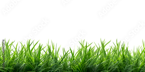 Close up green grass isolated on white © D85studio