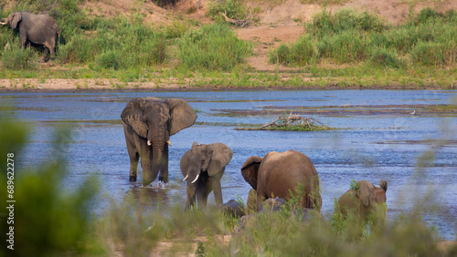 African elephants crossing a river