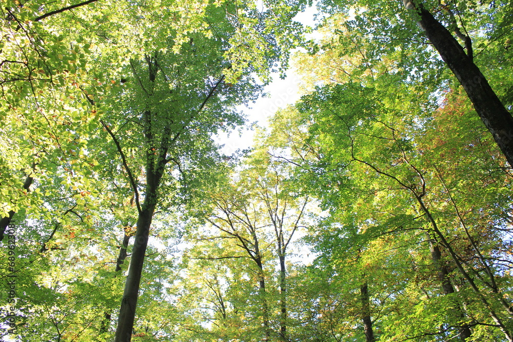 Obraz premium Baumwipfel in der Mittagsonne