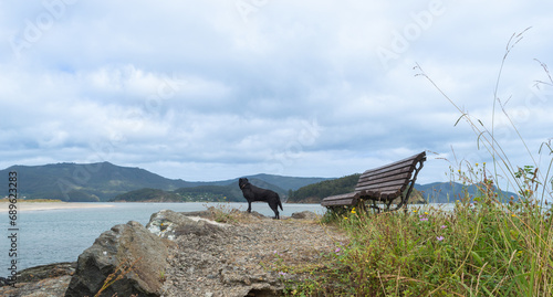 wooden bench in the field