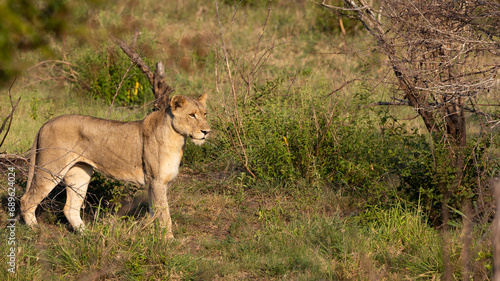 a lioness stalking early morning