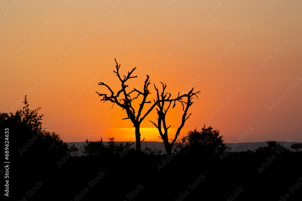 the sunrise in the bushveld