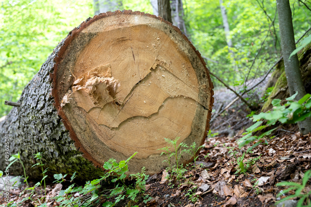Cut tree lies on the ground