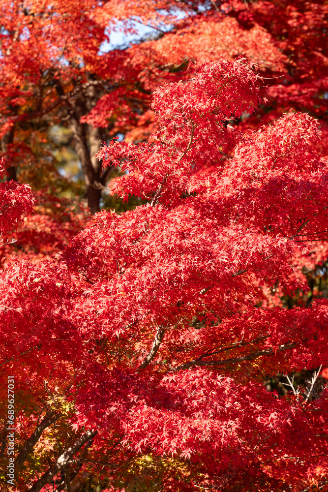 Beautiful maple leaves on the tree in autumn season. Beautiful maple leaves on the tree in autumn season.