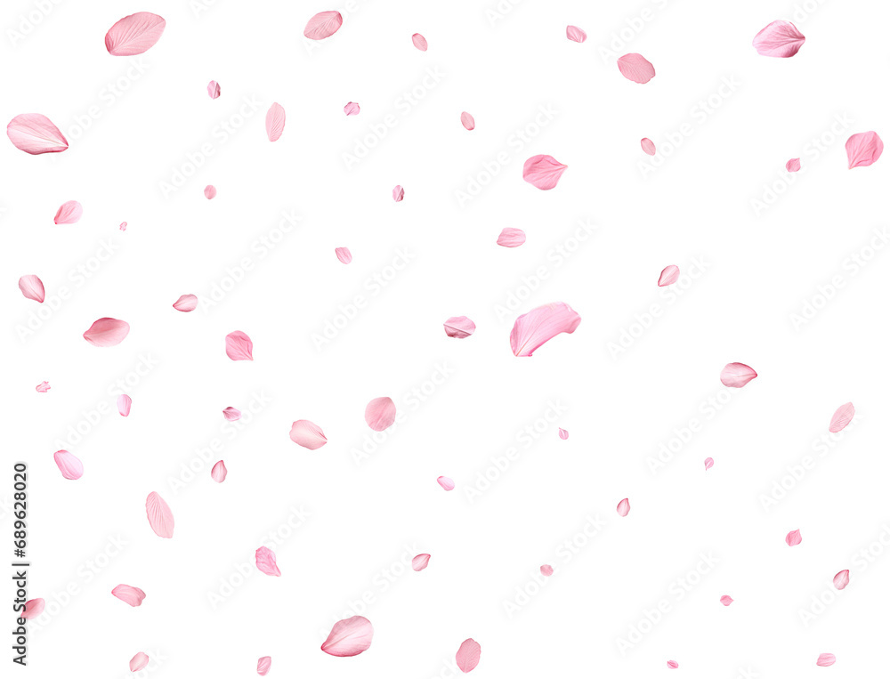 Pink Spring realistic sakura petals. Pink Spring realistic sakura petals.