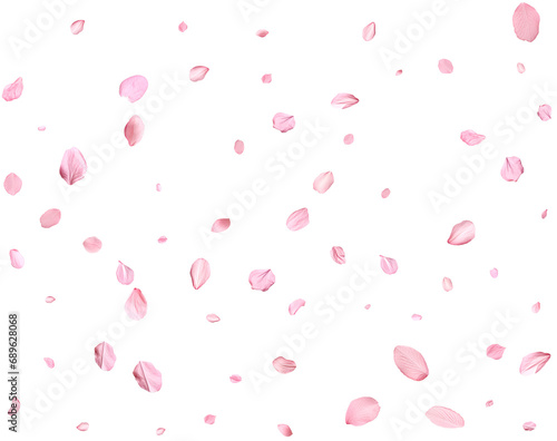Pink Spring realistic sakura petals.
