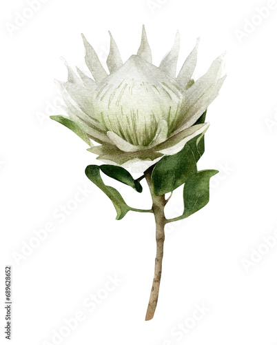 Watercolor white protea flower illustration isolated. Hand-drawn winter floral element for cards design, wedding invitations, decor