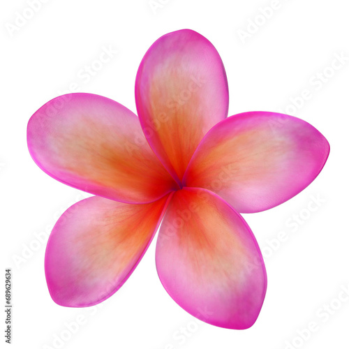 Exotic pink orange flower #689629634