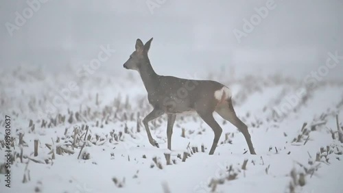 Roe deer wandering in snow fall in winter photo