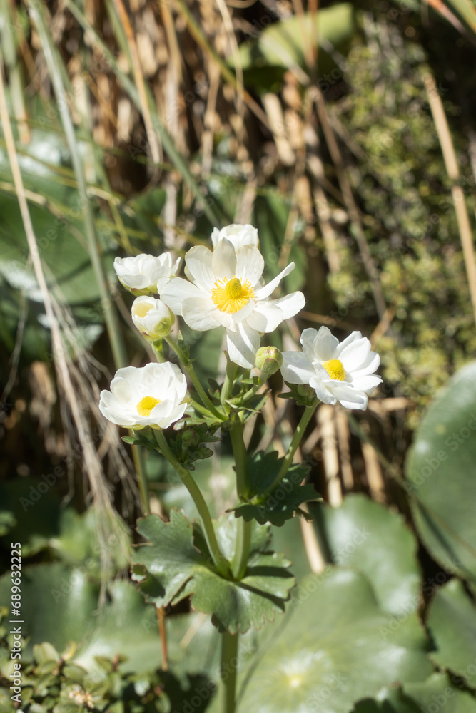 Still life of a white wildflower in New Zealand. Nature. Still life of a white wildflower in New Zealand. Nature.