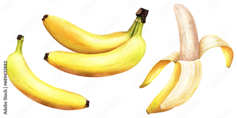 A set of bananas - an elongated, edible yellow fruits. Hand drawn watercolor botanical illustration isolated on white background. For clip art cards menu label package
