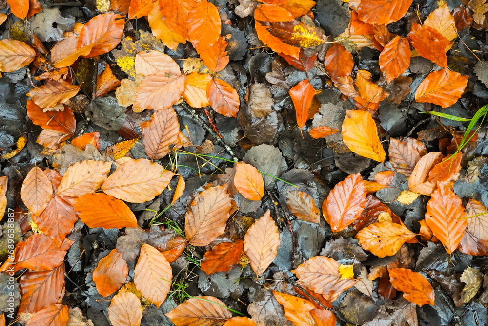 Full frame shot of leaves cover the ground Full frame shot of leaves cover the ground