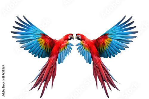 macaw flying isolated on white