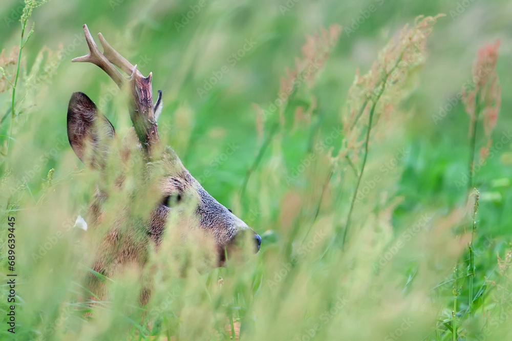 Fototapeta premium Buck deer hidden in the grass 