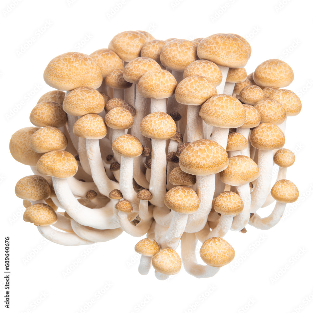 group of edible Hon shimeji mushrooms isolated on white background