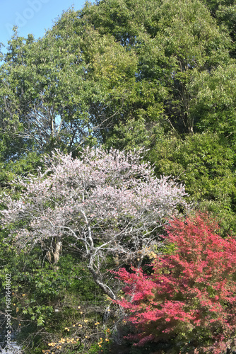 青空ともみじと柿と秋に咲いた桜 photo