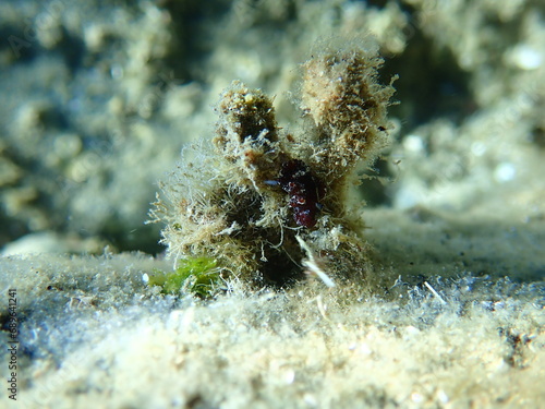 Sea slug redbrown nudibranch or redbrown leathery doris (Platydoris argo) undersea, Aegean Sea, Greece, Halkidiki photo