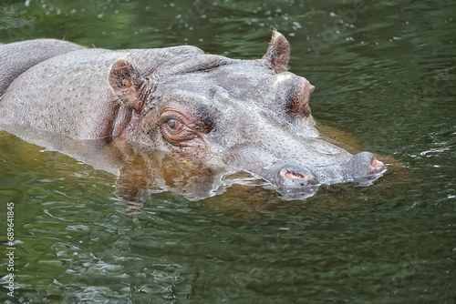 Hippopotamus in the water 