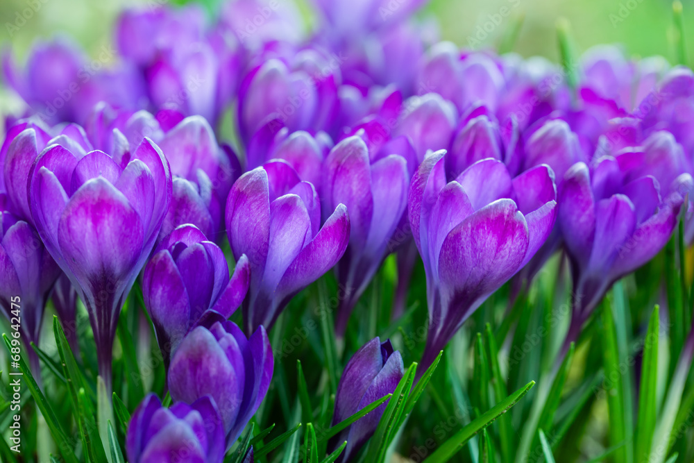 krokusy fioletowe jako wiosenne tło, Crocus sieberi krokusy fioletowe jako wiosenne tło, Crocus sieberi