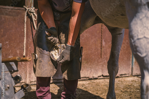 Horseshoeing. The farrier is preparing the hoof. The farrier shortens the hoof wall and removes the excess hoof materials with the hoof knife. White horse.